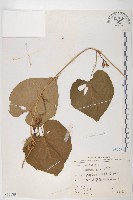 藏品(天茄兒)的圖片