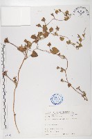 藏品(銳葉牽牛)的圖片