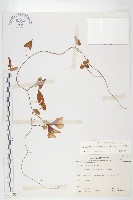 藏品(海牽牛)的圖片