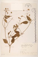 藏品(雙花蟛蜞菊)的圖片