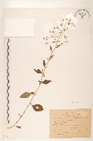 藏品(一枝香)的圖片