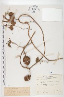 藏品(大萼旋花)的圖片