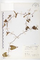 藏品(菜欒藤)的圖片