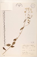 藏品(一枝香)的圖片