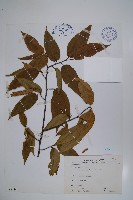 藏品(蘭邯千金榆)的圖片