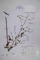 藏品(琉璃草)的圖片