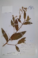 藏品(琉璃草)的圖片