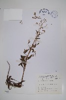 藏品(小花倒提壺)的圖片