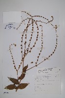 藏品(琉璃草)的圖片