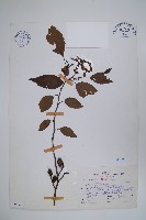 藏品(赤楊、臺灣赤楊、台北赤楊、水柯子、水柳柯)的圖片