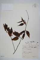 藏品(蘭邯千金榆)的圖片