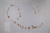 藏品(風不動)的圖片