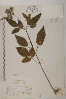 藏品(鬼針)的圖片