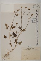 藏品(鬼針舅)的圖片