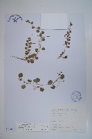 藏品(普刺特草)的圖片