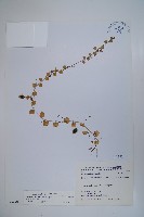 藏品(普刺特草)的圖片