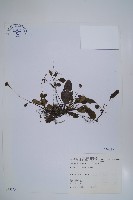 藏品(臺灣附地草)的圖片