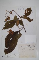 藏品(假酸漿)的圖片