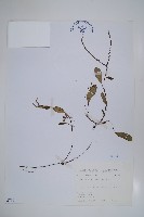 藏品(臺灣附地草)的圖片