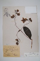 藏品(假酸漿)的圖片