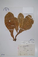 藏品(白水木)的圖片