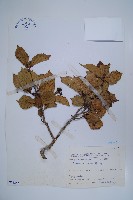 藏品(恆春厚殼樹)的圖片