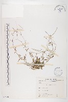 藏品(玉山筷子芥)的圖片