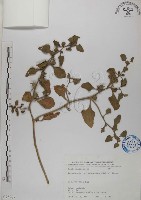 藏品(番杏)的圖片