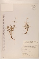 藏品(矮菊)的圖片