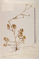 藏品(矮菊)的圖片