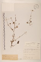 藏品(矮菊)的圖片