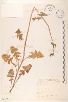 藏品(苦滇菜、苦菜)的圖片