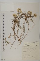 藏品(玉山抱莖籟簫)的圖片