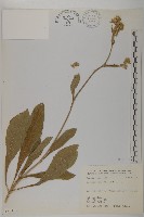 藏品(地膽草、毛蓮菜)的圖片