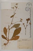 藏品(地膽草、毛蓮菜)的圖片