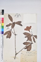 藏品(西施花、青紫木)的圖片