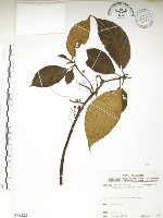 藏品(水冬瓜)的圖片