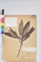 藏品(臺灣杜鵑)的圖片