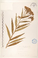 藏品(黃菀)的圖片