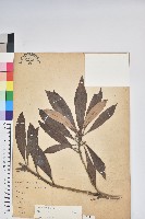 藏品(臺灣杜鵑)的圖片