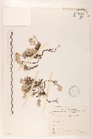 藏品(尼泊爾籟簫)的圖片