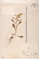 藏品(鼠麴舅)的圖片