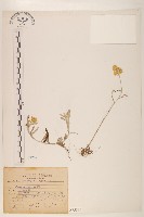 藏品(鼠麴草)的圖片