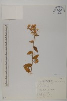 藏品(臺灣馬蘭)的圖片