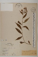 藏品(臺灣馬蘭)的圖片