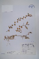 藏品(普刺特草)的圖片