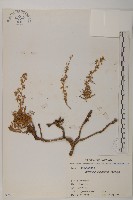 藏品(高山艾)的圖片