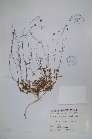 藏品(細葉蘭花參)的圖片