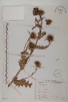 藏品(阿里山薊)的圖片