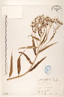 藏品(黃菀)的圖片